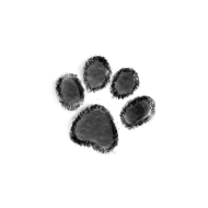milou-project-separator-icon-0